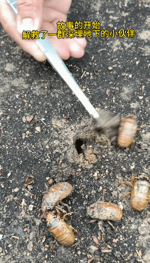 不会有人突然对你好，一切都是馋你的身子。一网友在大雨之后，救了一批蚕虫。然后悉
