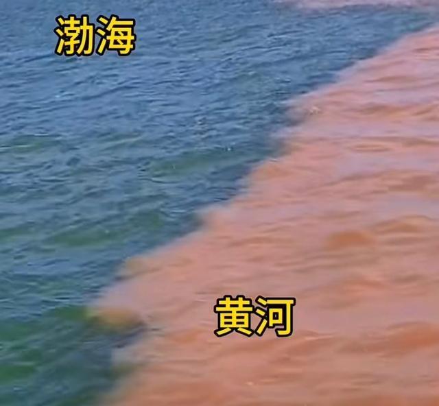 黄河主要支流只有八条，其中渭河、汾河、湟水、洮河，是黄河水量贡献最高的四条支流。