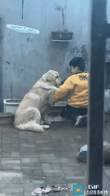 金毛知道又将小主人得罪了，赶紧在那里拼命的认错，一定要让小主人原谅自己，它将小主