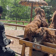 终于看到大头分享生活的视频啦！大头分享的视频，要么是练体能和训练的，要么是商务