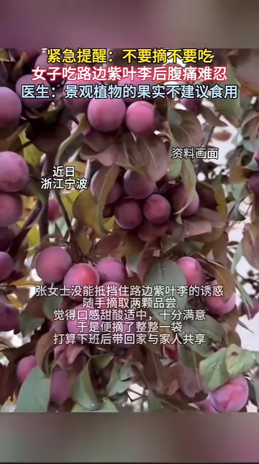 “路边的果子不要采！”6月6日报道，浙江宁波，一女子看到路边的紫叶李熟了，十分的