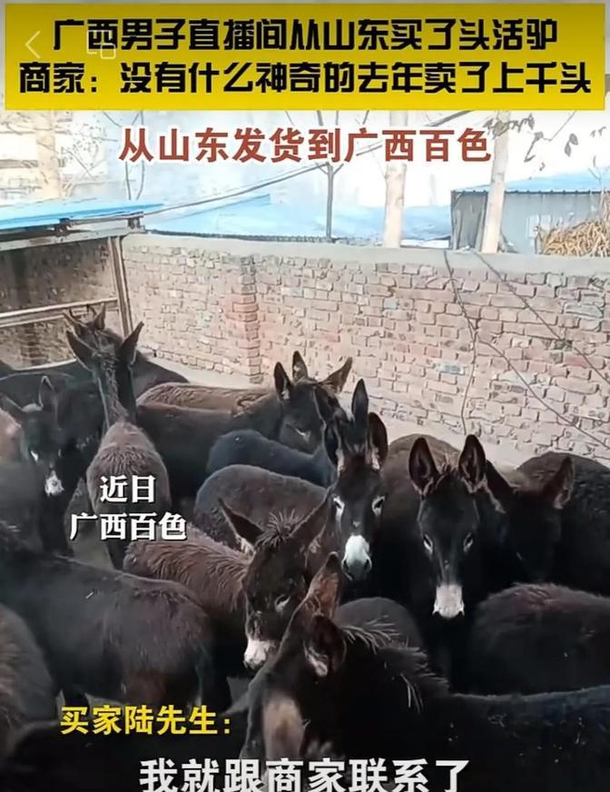 广西大叔心真大，在直播间从山东买了头活驴11000元，运费1200元，女儿以为