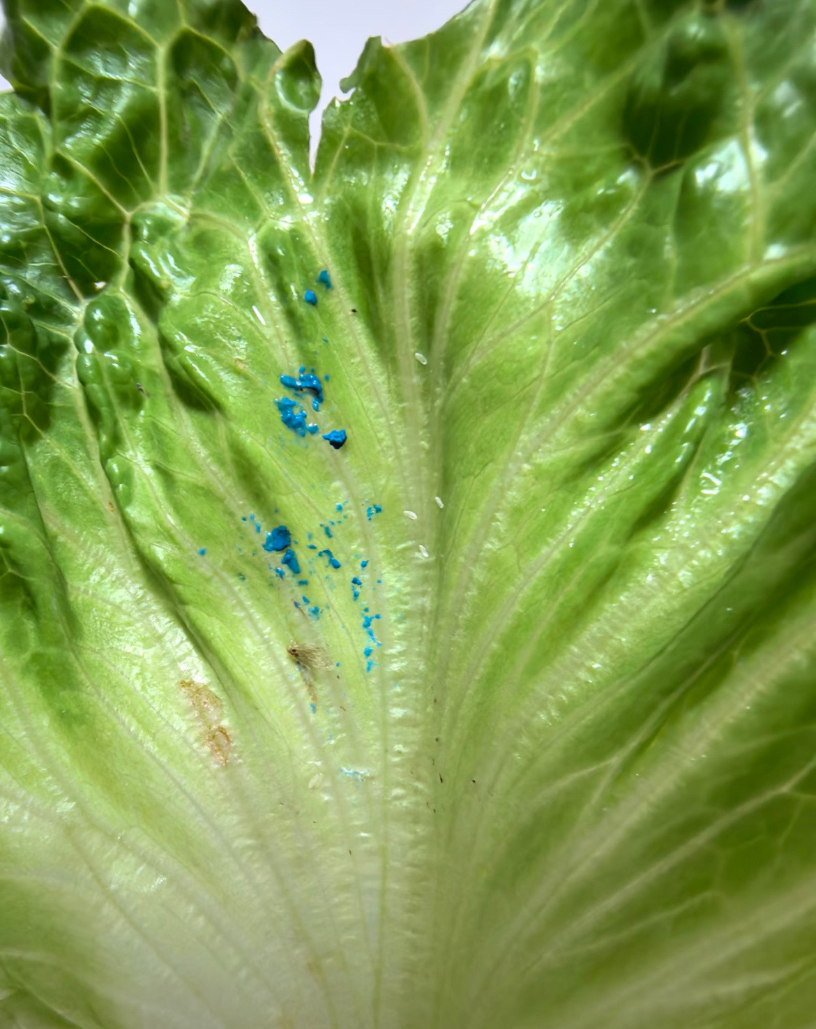 山姆被约谈菜叶出现不明蓝色残留物、零食吃出异物，会员价不低，品控却跟不上，确实该