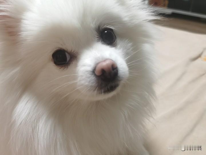 “养狗的人，不如狗”，这是我一个女同学说的话！也有人说：狗是人类的朋友，可是一