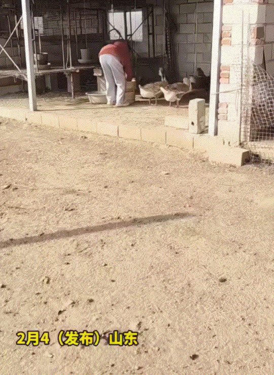 解气了！山东，一女孩去自家牲畜圈里喂鸡鸭鹅，不料其中一只大鹅突然对女孩发动袭击。