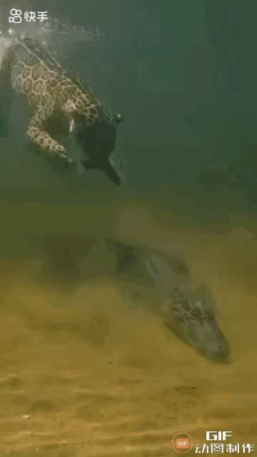 美洲豹水下偷袭鳄鱼，上演“猫吃鱼”！一条鳄鱼刚吃饱，正在水底眯着眼睛休息。它
