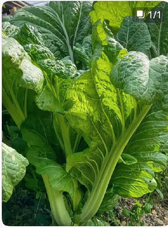 别小看芥菜！一把顶3样，补钙、清肠、提免疫芥菜是被低估的“平民营养菜”，热