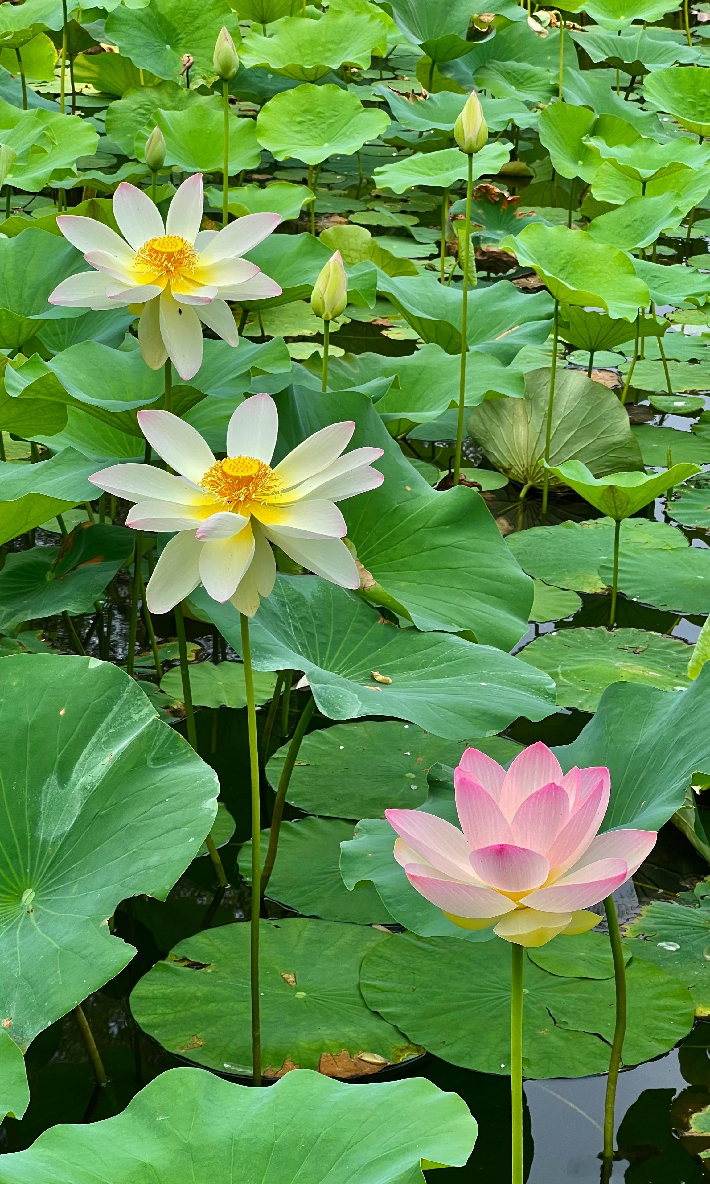 玉渊潭公园荷花盛开摄影​​​