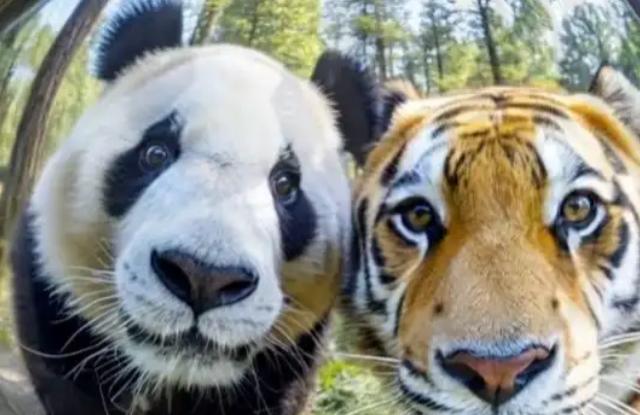 四川曾有老虎，为什么没吃大熊猫？一位65岁的护林员说：80%的人不知道，老虎就算