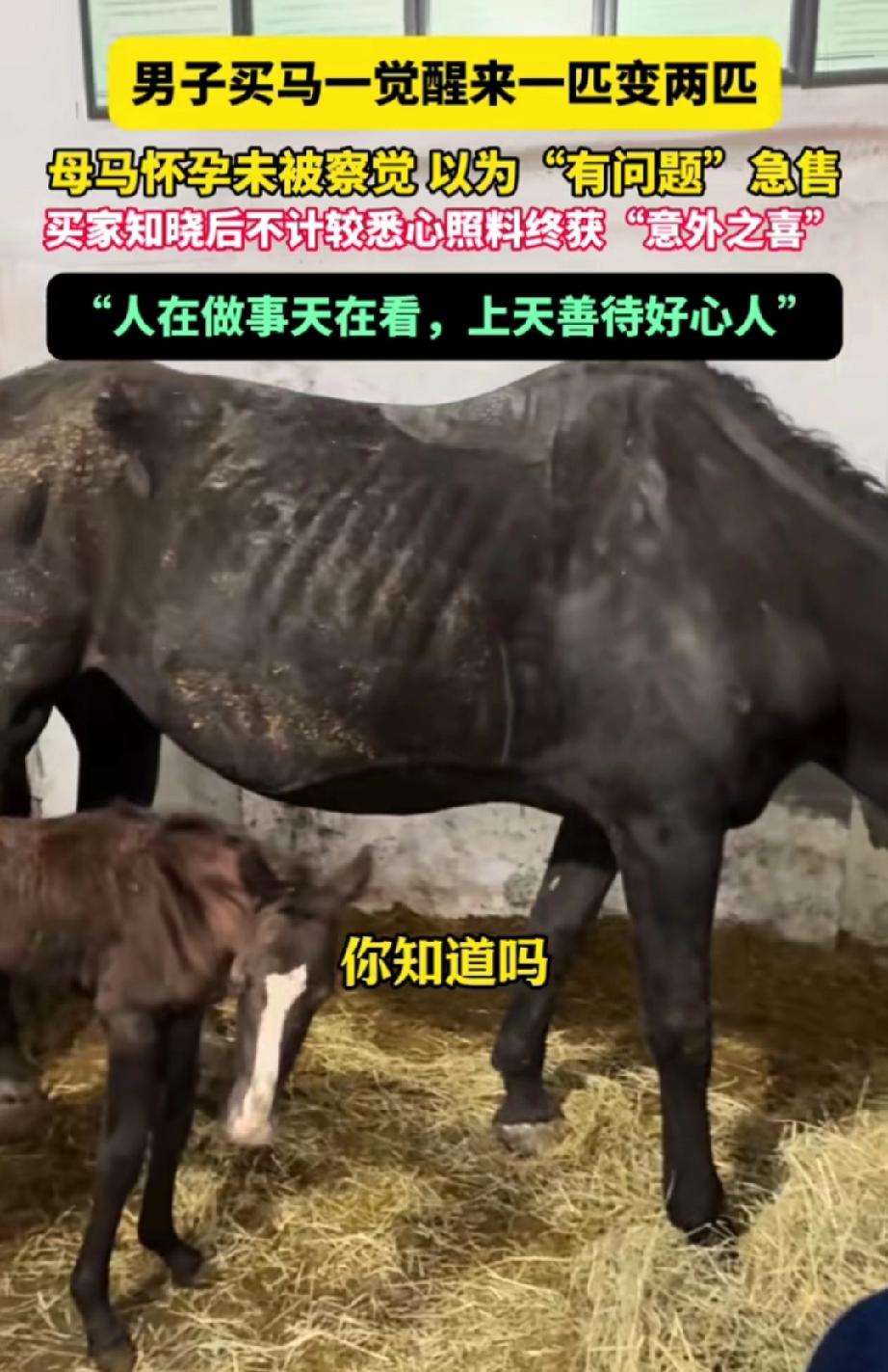 山东淄博,朋友经营的马术俱乐部急于出售一匹刚到的马,男子便将其买下。这时,马工悄
