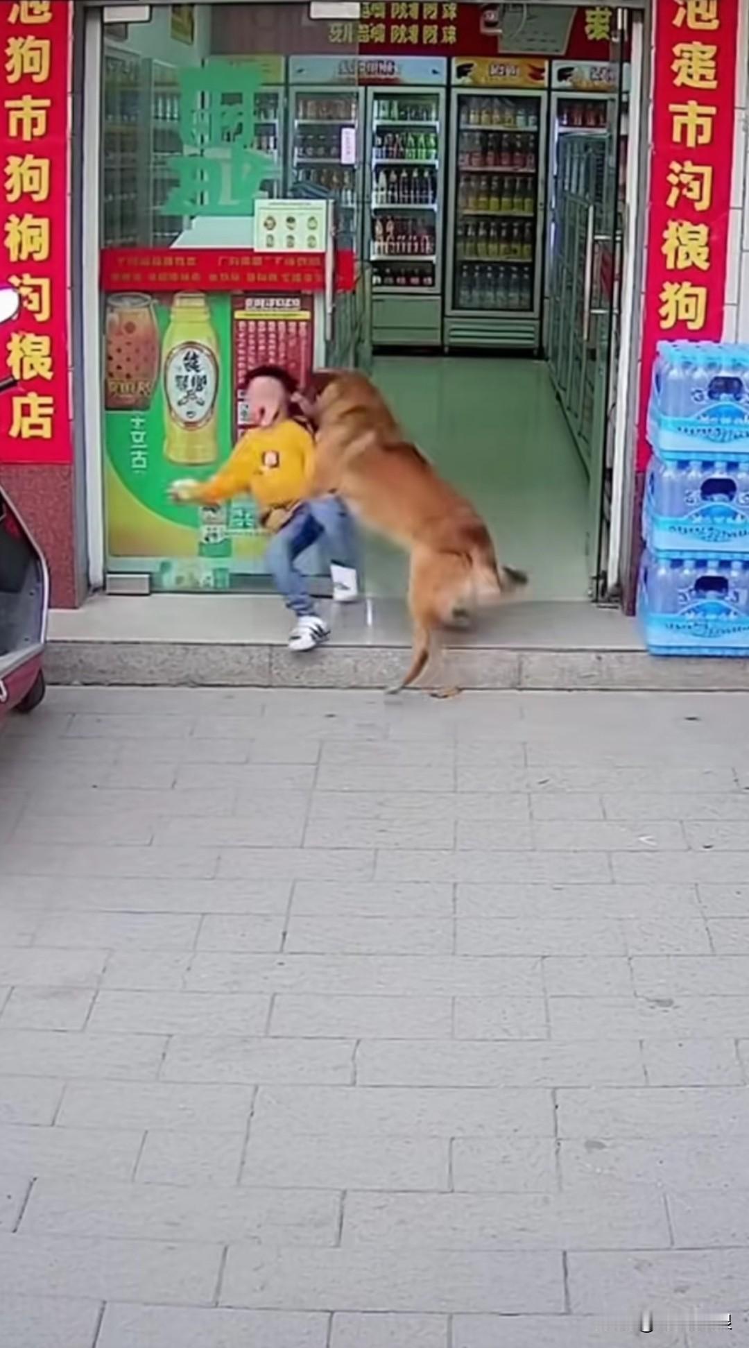 小孩在门口玩，突然一只狗狗扑向小孩欲咬，金毛见壮冲出护孩子，把那只恶狗斗跑。孩子