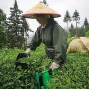 网友馋哭！河南阿姨浙江采茶做饭火出圈，150元日薪藏着最踏实的幸福春茶吐绿