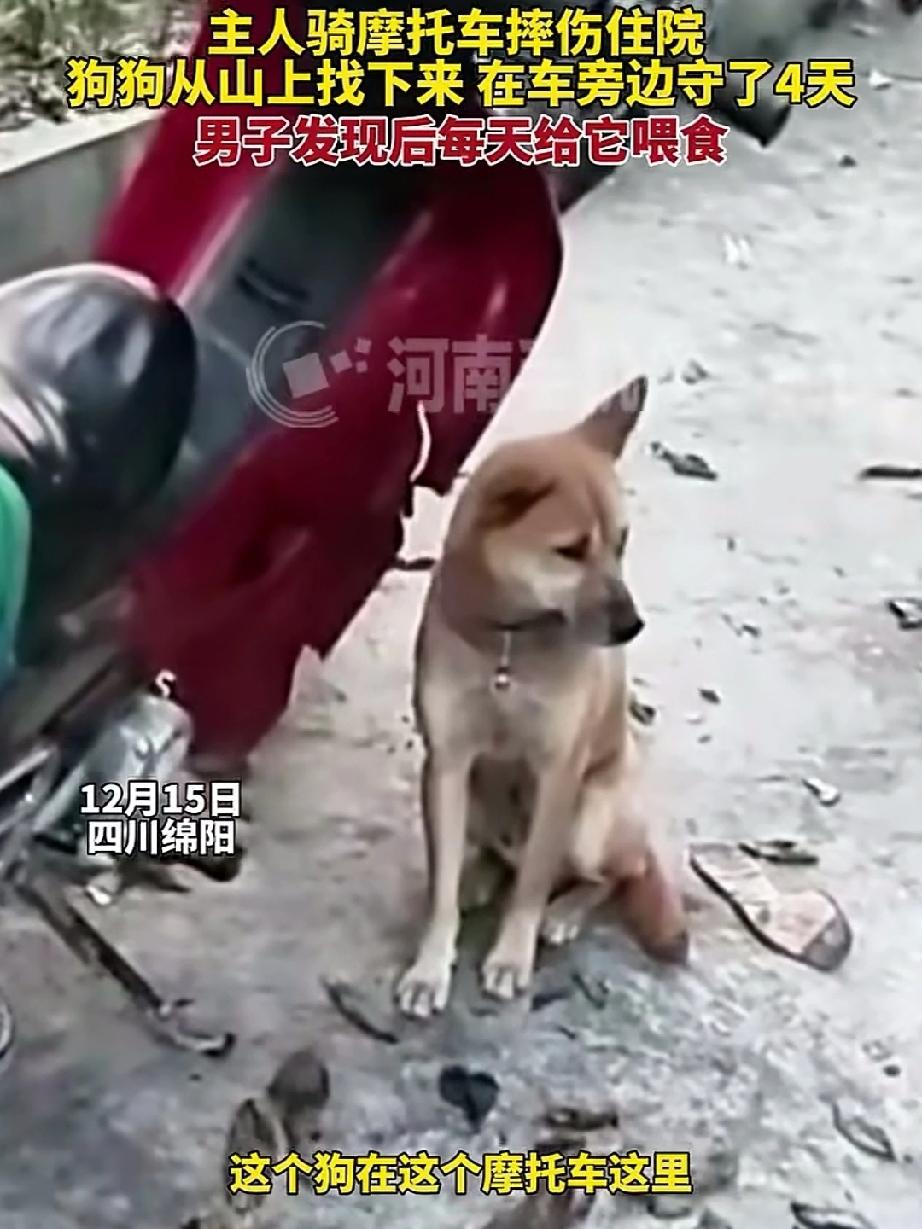 主人骑摩托车摔伤住院，狗子从山上一路找下来，发现主人的摩托车，但不见主人踪影，为