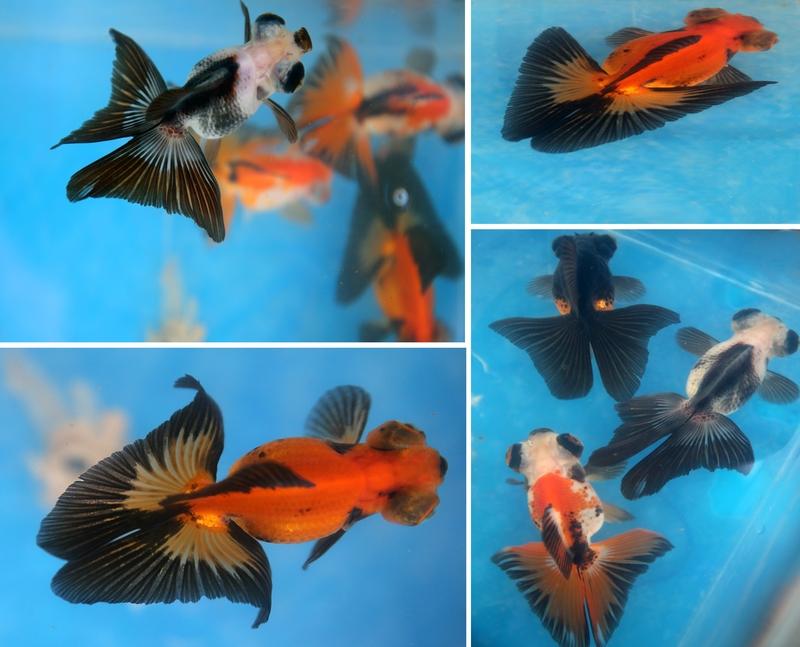 11月12日，辽宁抚顺一网友网购50条观赏鱼，到货却只剩一袋水。问了商家才知道，