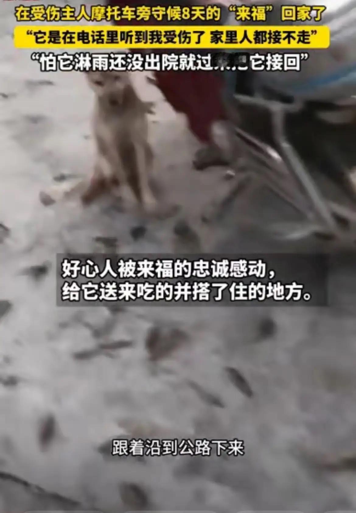 忠犬来福守摩托八日，这份深情戳中人心太有灵性了！四川绵阳，主人受伤住院，没想