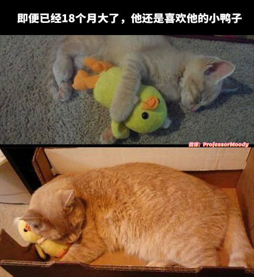 小猫kawaii捏meme​​​