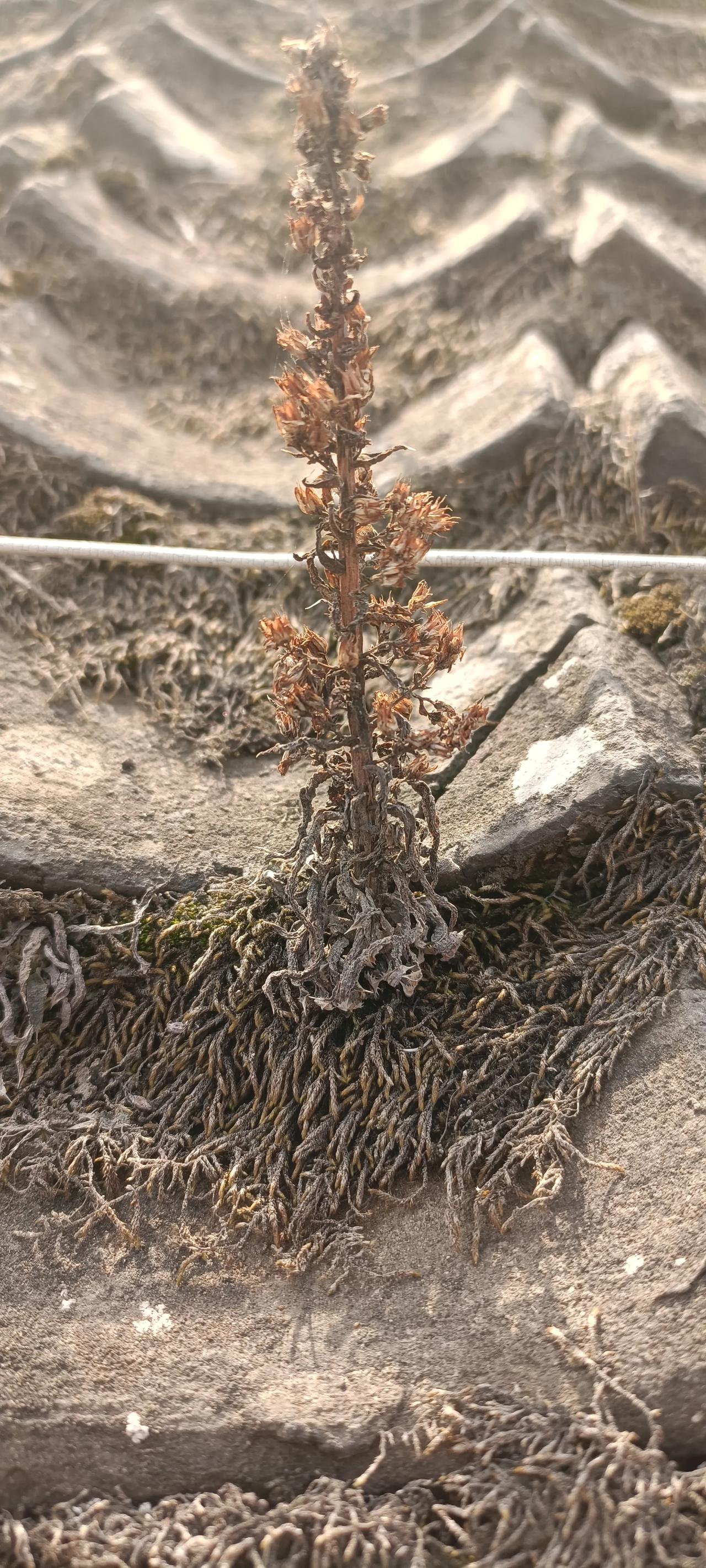 这个植物种子从何而来多年干旱未见有雨水过后苔又青