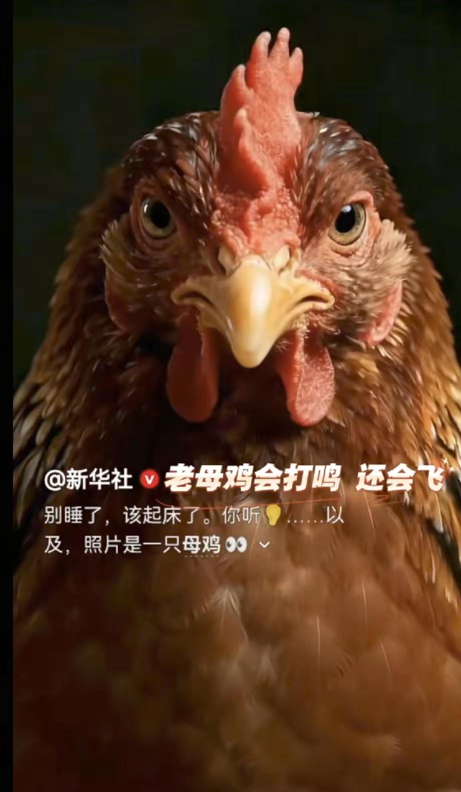 [吃瓜]新华社发了张“牝鸡司晨”图，竟然冒出来一大堆问啥意思的人[思考]你觉