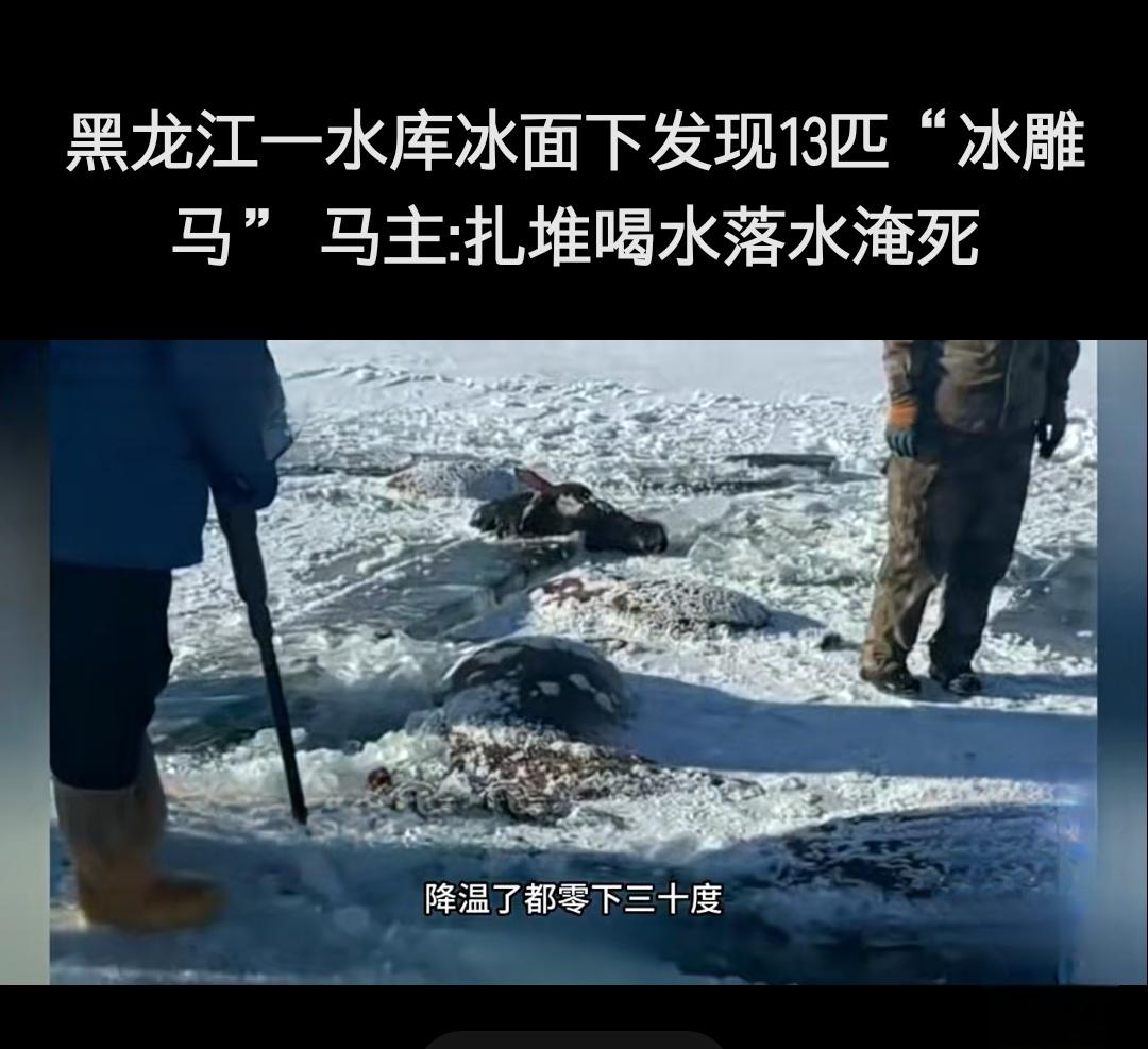 黑龙江13匹马冻死冰河寒潮天里这个疏忽代价太大近日，黑龙江嫩江市一农场发生
