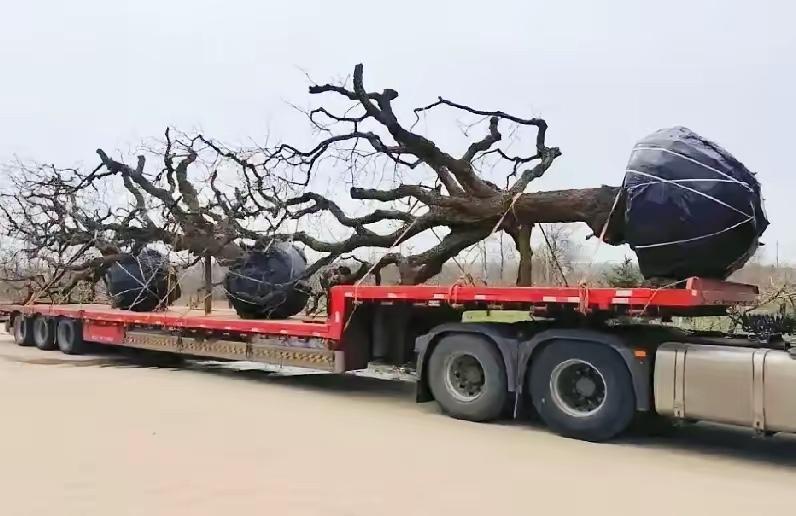 这就叫“生意”…在陕西山区1000元收的柿子树等到了景区和私宅里就3—5万一