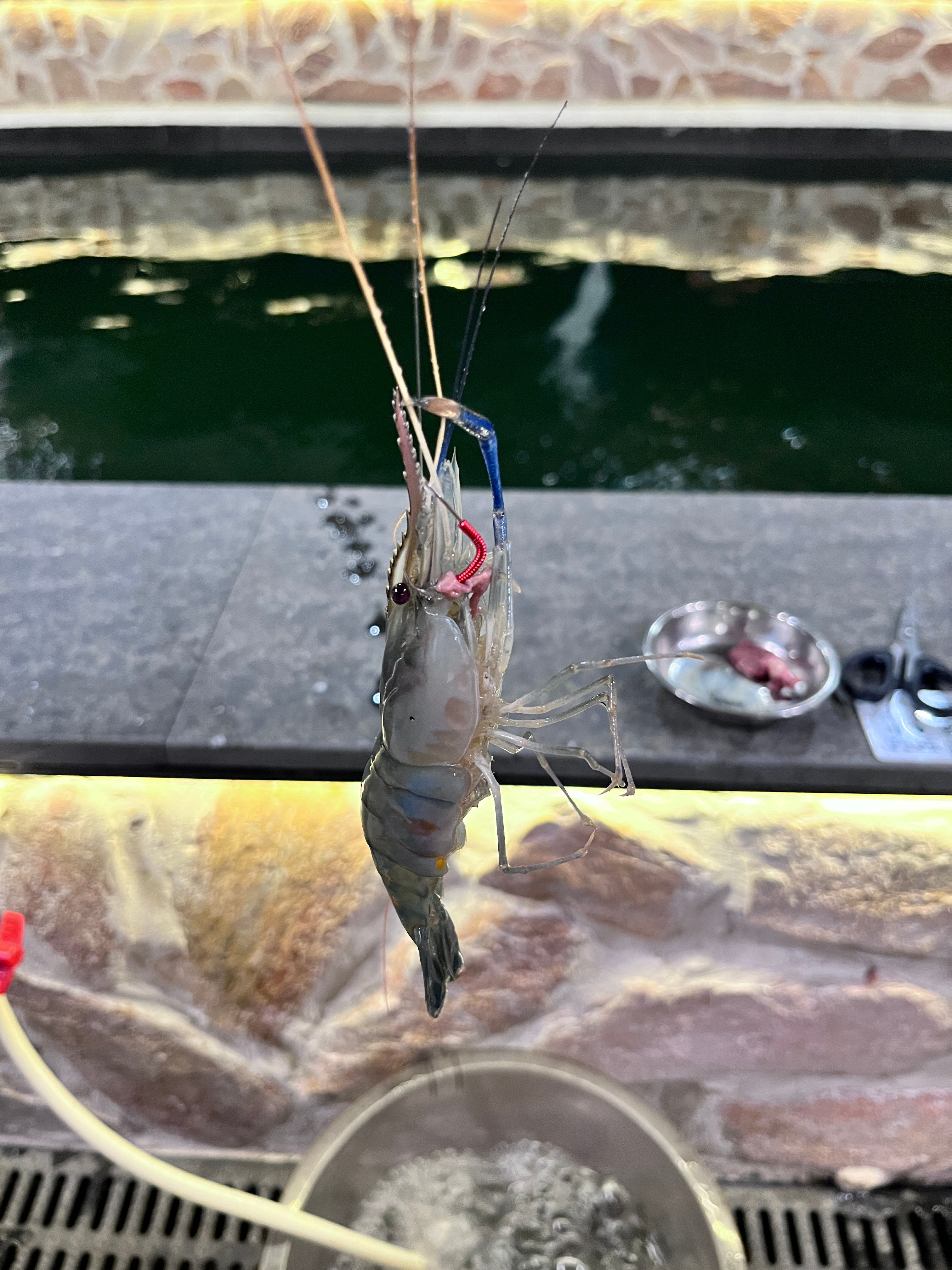 夜钓虾🦐ing哈哈哈…听说今日有一则肖话