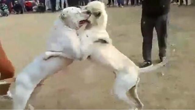 高犬斗狗打猎大赛,杜高实战野猪 杜高vs比特打