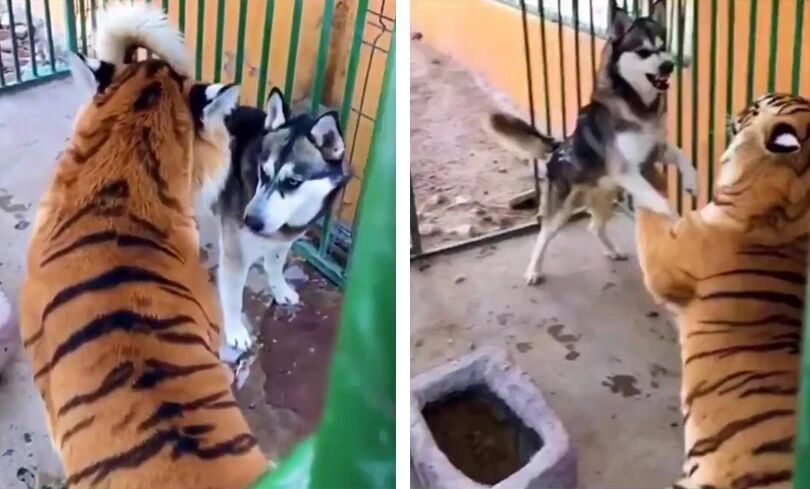 谁还敢小看二哈正常狗能干这事？