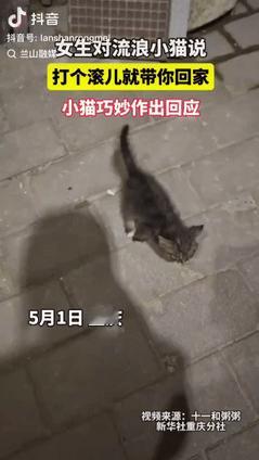 “万物皆有灵！”重庆一女子在路边碰到流浪猫后，就打趣的对它说：“你再打个滚儿，我