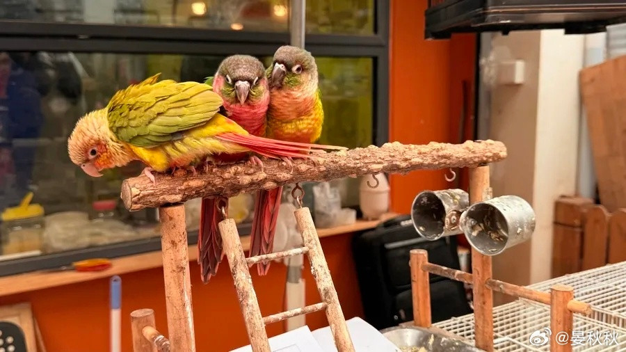 要容得下花鸟市场最近，岚灵花鸟市场要关门的消息，让很多上海人心里不是滋味。热闹了