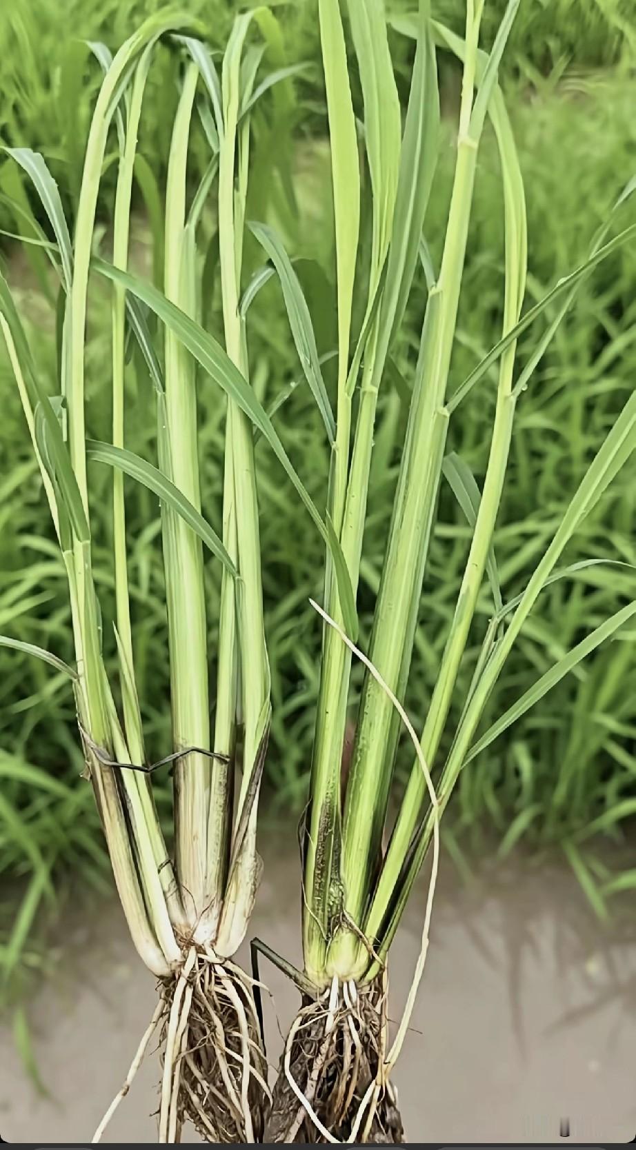 下图两颗苗子中，哪颗是草苗哪颗是秧苗，你能分得清吗？其实，这里的草是稗子，苗