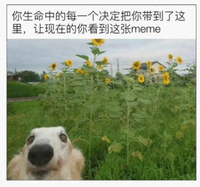 让现在的你看到这张梗图