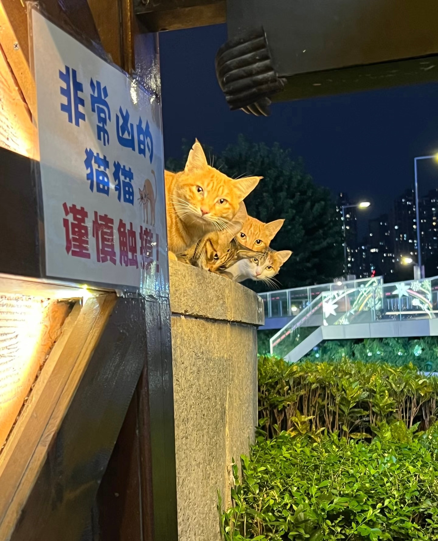 吃饭偶遇喵咪山贼群