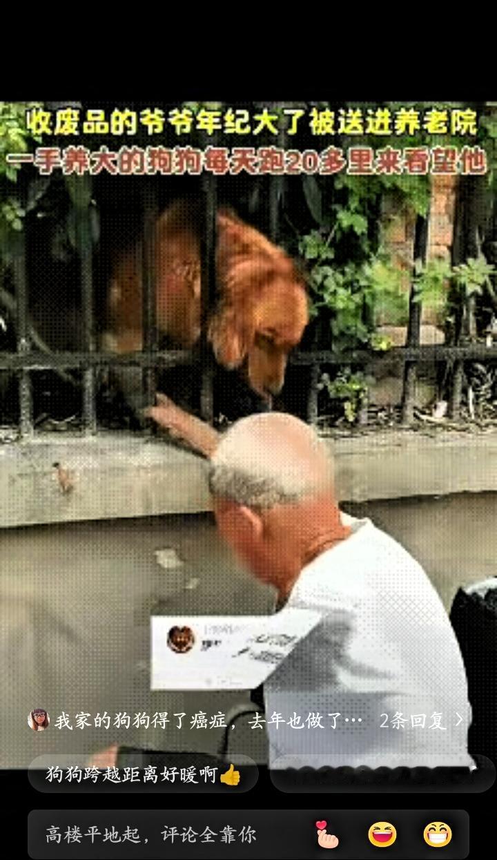 这画面真的太戳心了！老人被送进养老院，一手养大的狗狗每天跑20多里路来看他，隔着