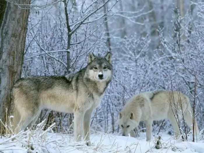 被骂了千年的小动物们该翻身了各省野生动物一夜之间都有工要打狼被骂狼心狗肺，实则