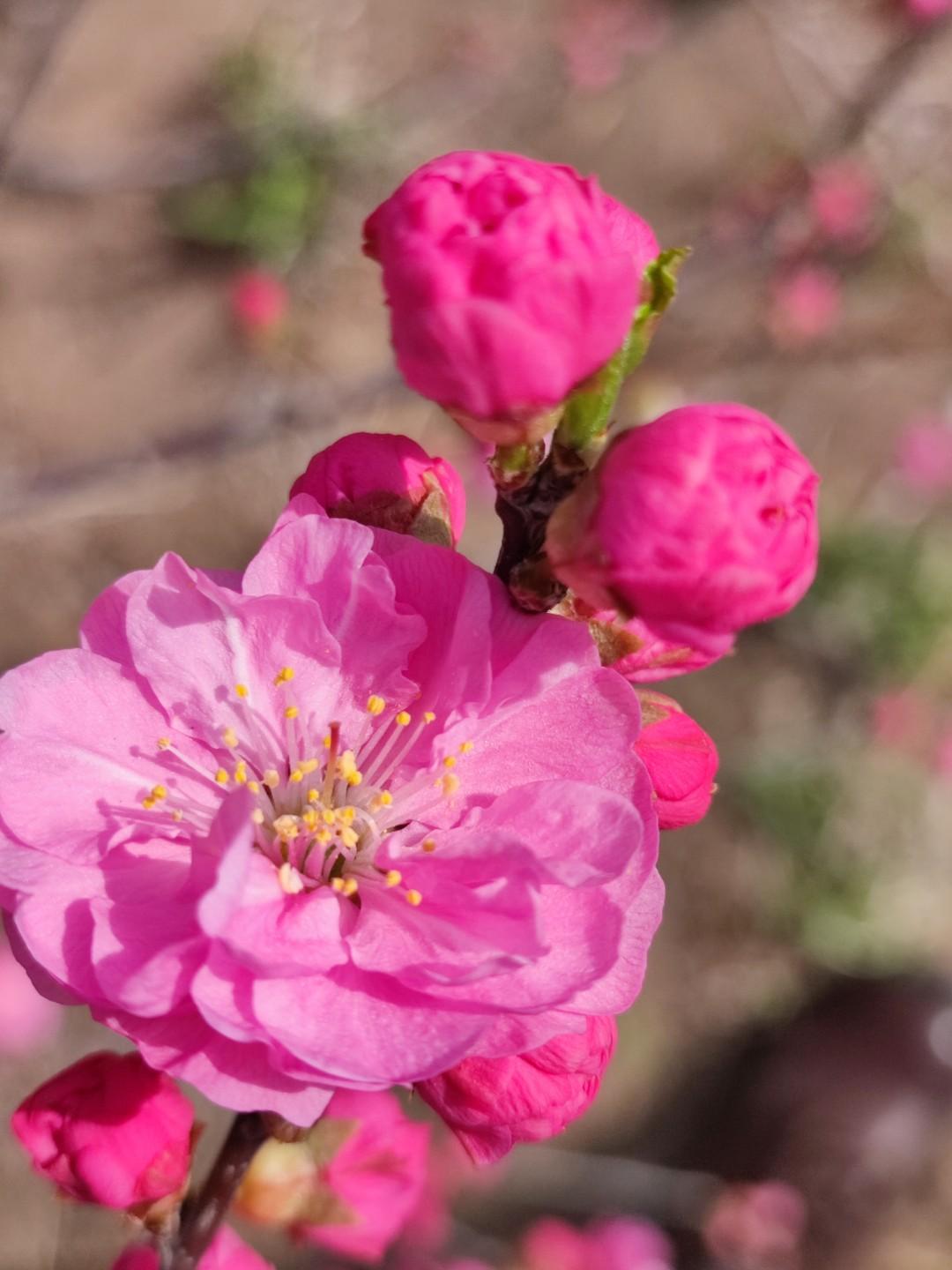 咋能会有这样会算计的人同学的儿子租了我房子卖粮油，一年两万六千块钱，他先交