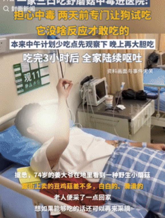 这操作给我看傻了！四川，一家3口吃野蘑菇怕中毒，竟然先给狗狗试吃，见狗狗一切正常