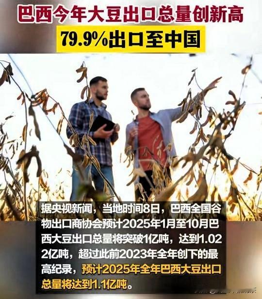 一粒大豆惹的祸，巴西农民笑了，美国农场主哭了截止到2025年10月，巴西大
