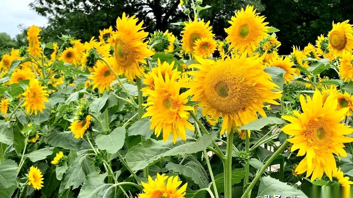 别搞混了，真的。一个天天在学生会里开会、写材料、拉赞助的学生干部，和一个默默在