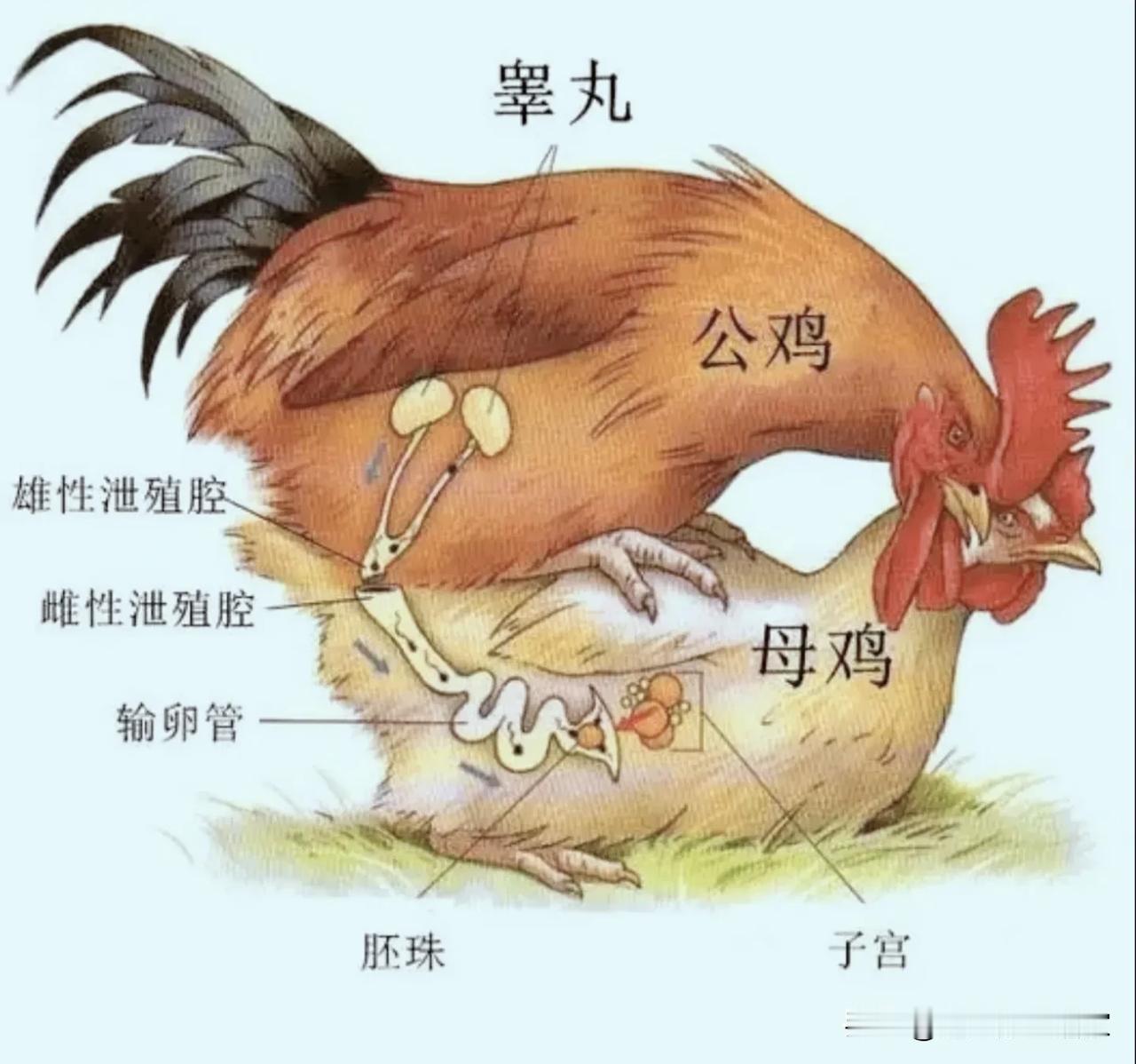 冷知识：公鸡没有丁丁！母鸡下蛋，居然分受精和不受精两种？！小时候一直很好奇