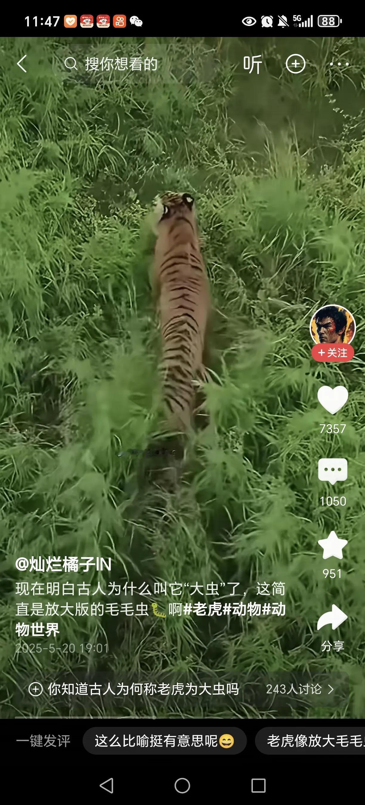 以前一直好奇，为啥老虎被古人叫大虫？看了这个图，才恍然大悟。个人猜测，古人被老