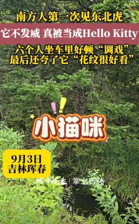 “无知者无畏！”吉林珲春，一男子采松子下山时，突然看到旁边的树林中有动静，仔细一