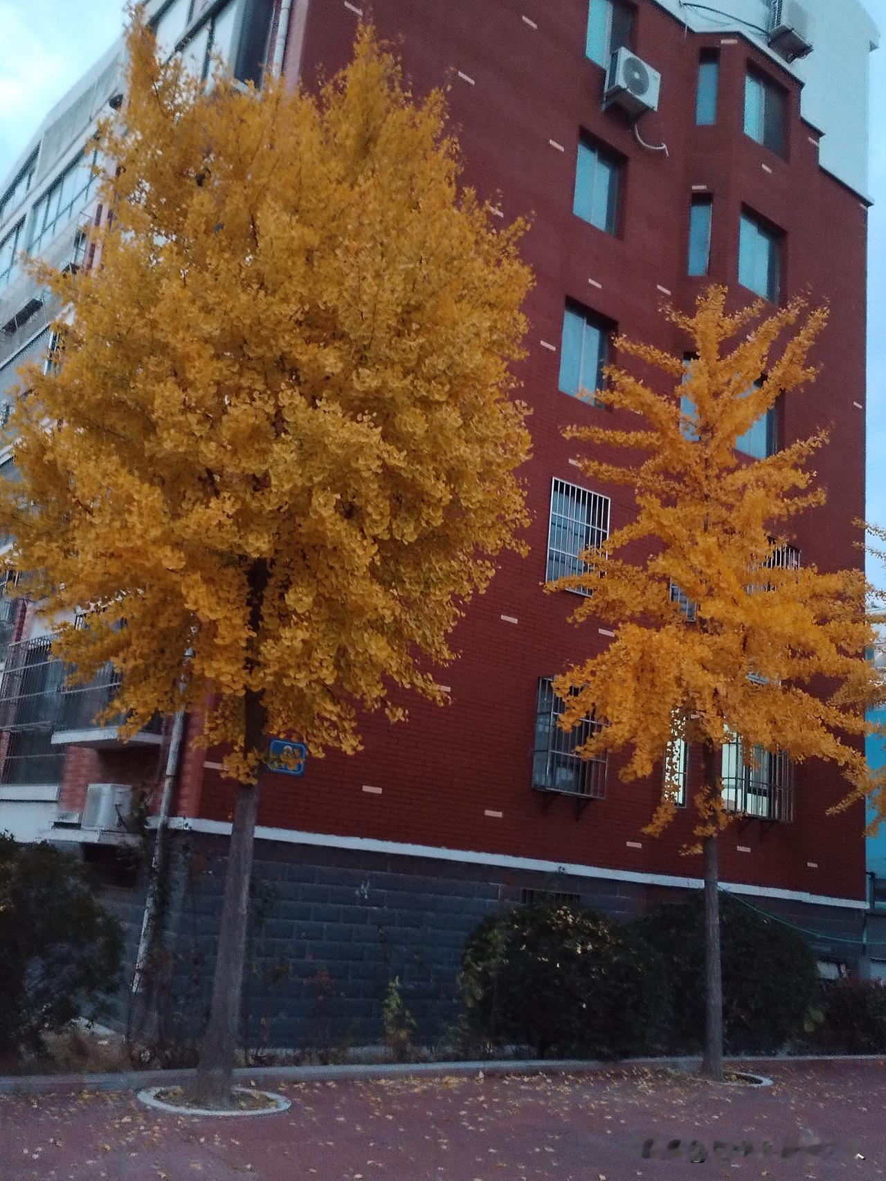 秋天的小区一角小区深秋风景本小区美景