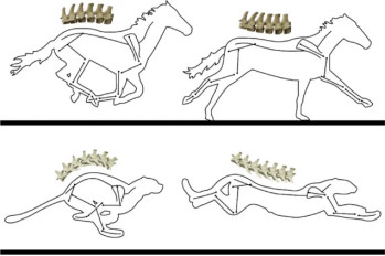 每天一条冷知识马的脊柱像是一张硬弓，腹部的肌肉则是弦，这种刚性结构能够承受垂直