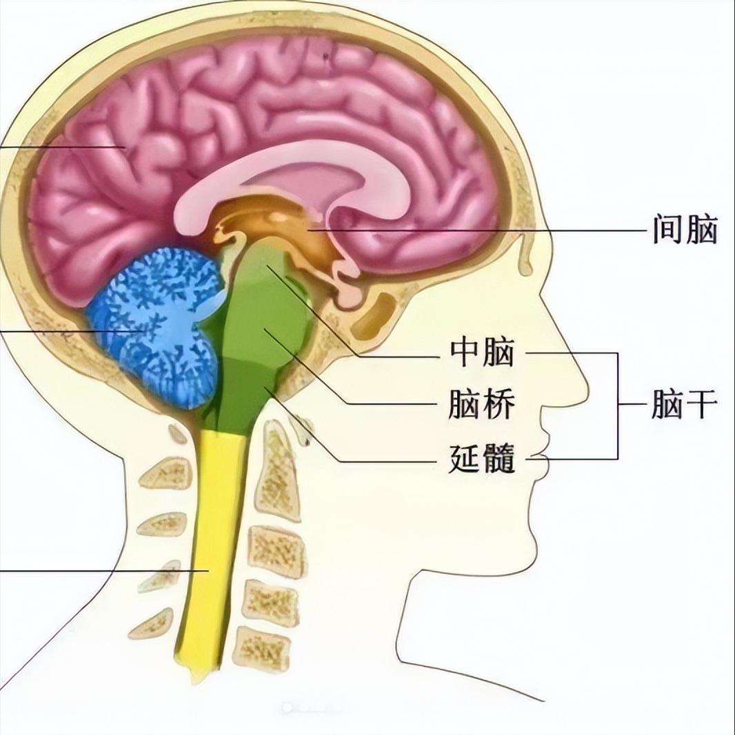 脑出血后康复别拖延！抓住这个黄金期，恢复效果大不同很多人以为脑出血后，只要出院