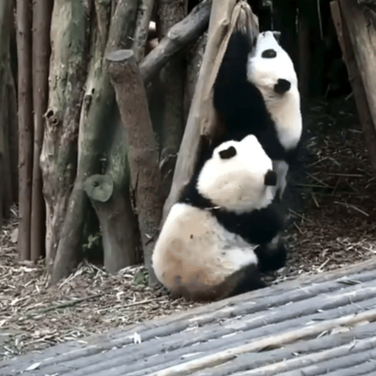 熊猫宝宝，看到整个人的心都会被轻轻融化。它们小小一团，圆润又软萌，走起路来像摇摇