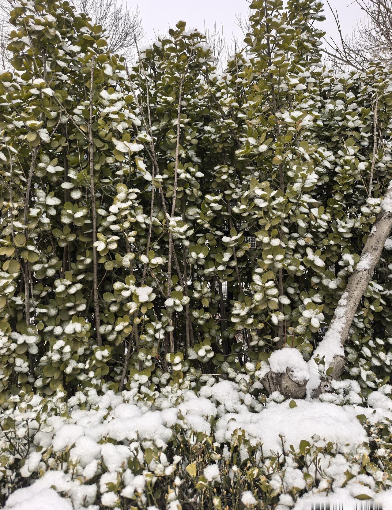 “今早7点，北京朝阳公园门口，一位穿布底棉鞋的大爷刚迈出第三步，就啪地坐进雪里—