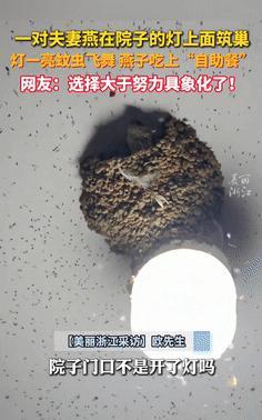 “选择大于努力！”安徽5月18日报道，一对夫妻燕在院灯上筑巢，只要屋主一开灯，就