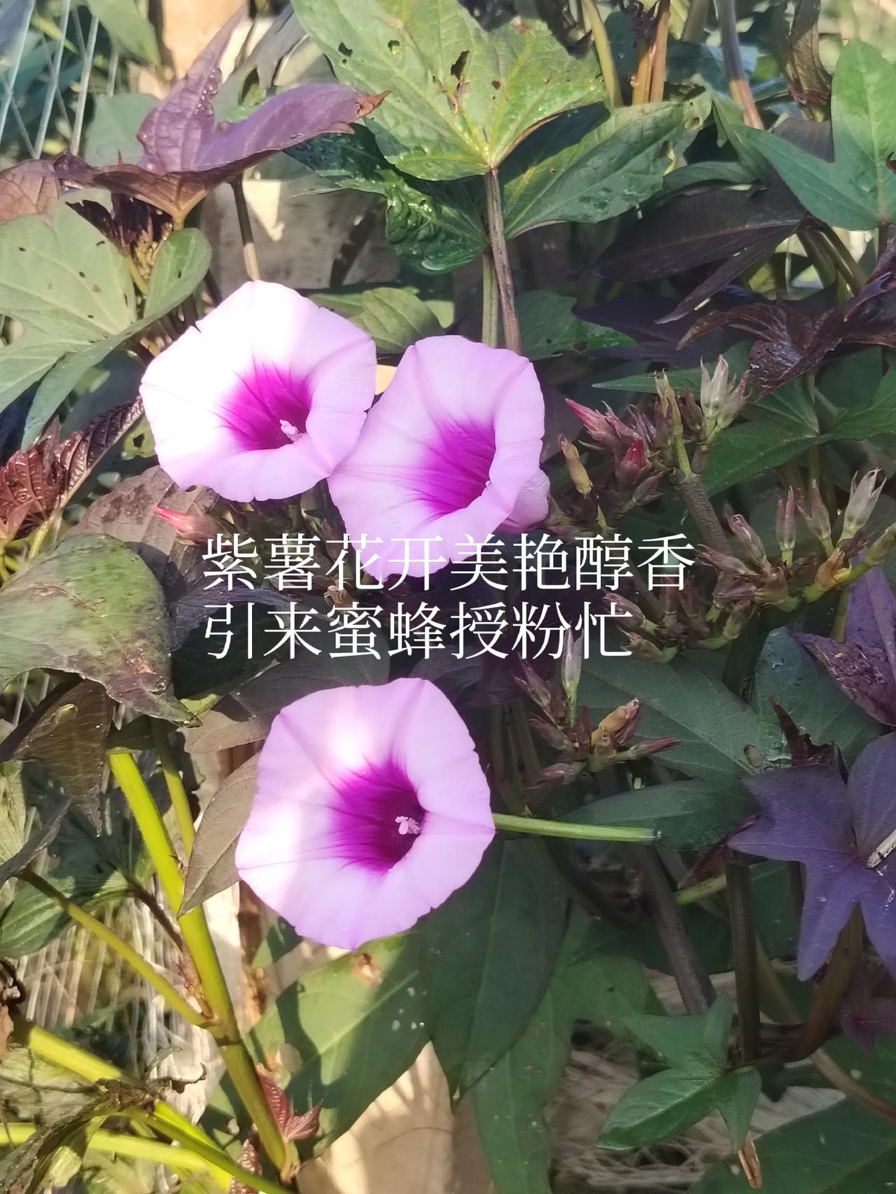 一一兔哥利用地瓜自然开花结实。採集种子育苗选育新品种。在多年的努力下，育成三个