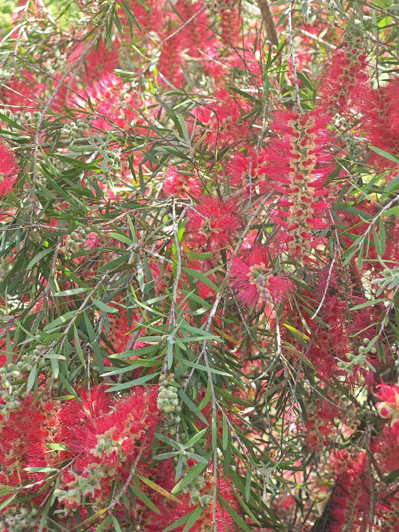 我凑过去一看，这花长得真特别，一根根花丝密密麻麻的，像个小瓶刷子挂在枝头，以前从
