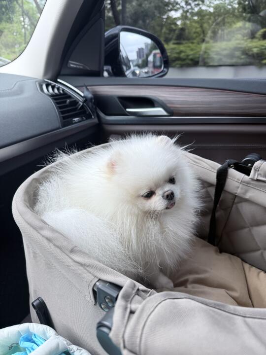 困成狗